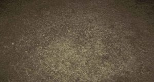 Philly Shag Carpet